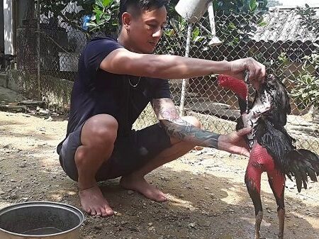 Cách làm da gà chọi săn chắc: Bí quyết từ chuyên gia năm 2025