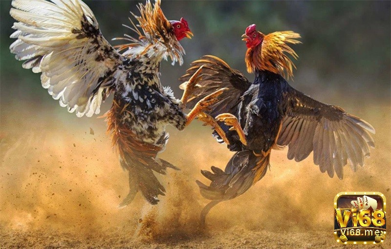 Da được xem là lớp bảo vệ quan trọng của gà chọi nên làn da săn chắc giúp khả năng chịu đòn tăng cao