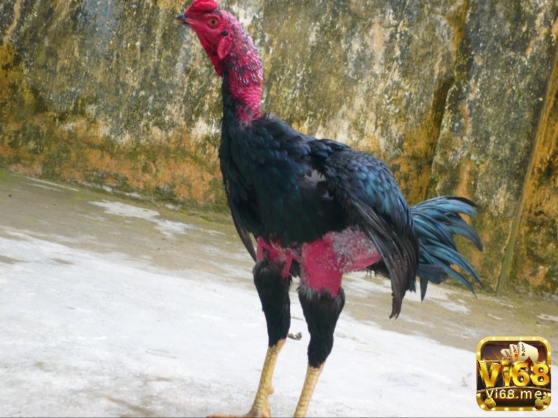 Những chú gà chọi có làn da săn chắc thể hiện được sức mạnh, khả năng chịu đòn và sức bền trong các trận đấu