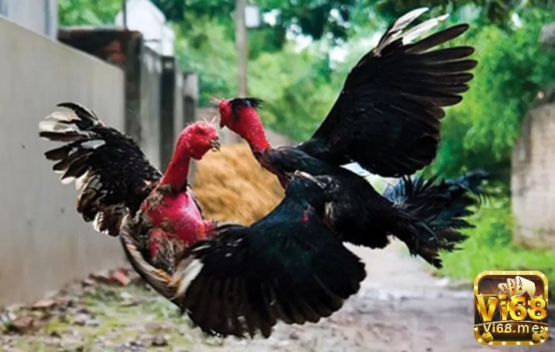 Gà chọi da săn chắc có độ đàn hồi cao và có màu sắc tươi sáng hơn so với bình thường