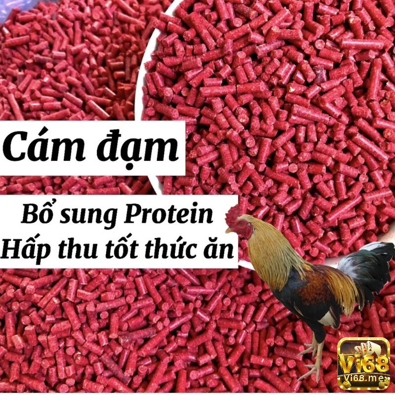 Protein là thành phần quan trọng giúp cho những chí gà chọi khỏe mành và phần da săn chắc