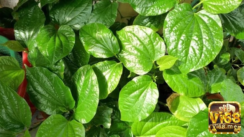 Nước lá trầu không và vỏ bưởi có tính sát khuẩn cao cách làm da gà chọi săn chắc, tăng cường độ đàn hồi