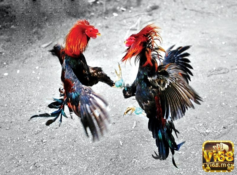 Quy trình thực hiện vần gà chọi hiệu quả nhất