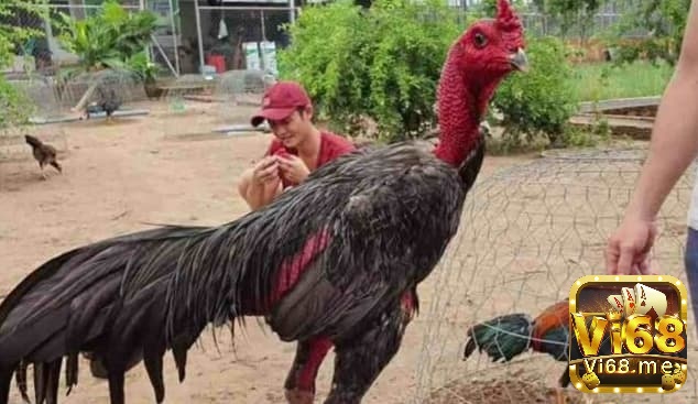 Những bí quyết vần gà chọi nâng cao giúp tăng hiệu quả