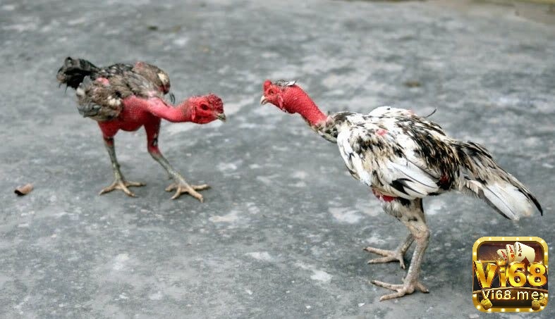 Nhận biết dấu hiệu về tính cách và tinh thần chiến đấu của gà chọi
