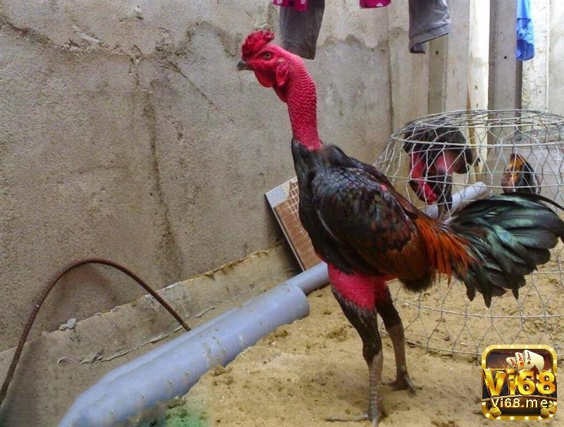 Thông tin tổng quan về cách vần gà chọi