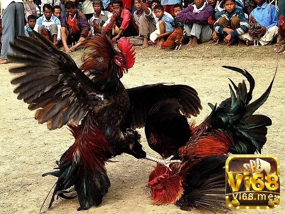 Với sự phát triển của công nghệ, nhiều hướng dẫn đá gà hiện nay đã chuyển sang hình thức trực tuyến