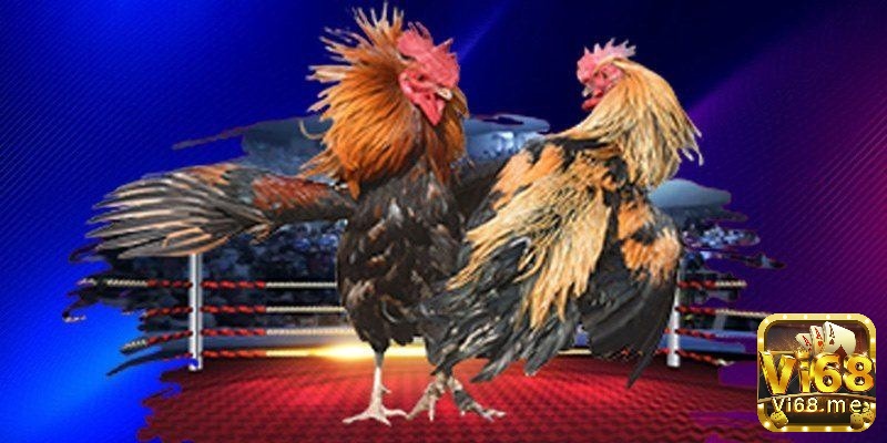 Cách chơi và chiến thắng trong các trò chơi mô phỏng đá gà chi tiết qua kinh nghiệm kiến thức và chiến thuật