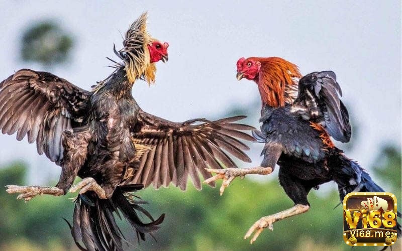 Một hướng dẫn đá gà có trách nhiệm phải đặt phúc lợi động vật lên hàng đầu