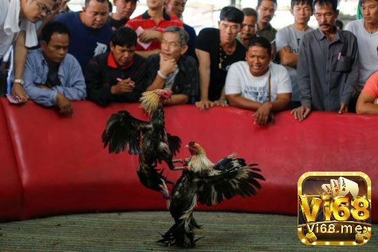 Các chiến kê trước trận đấu sẽ được kiểm tra kỹ lưỡng nhằm đảm bảo thể trạng tốt nhất