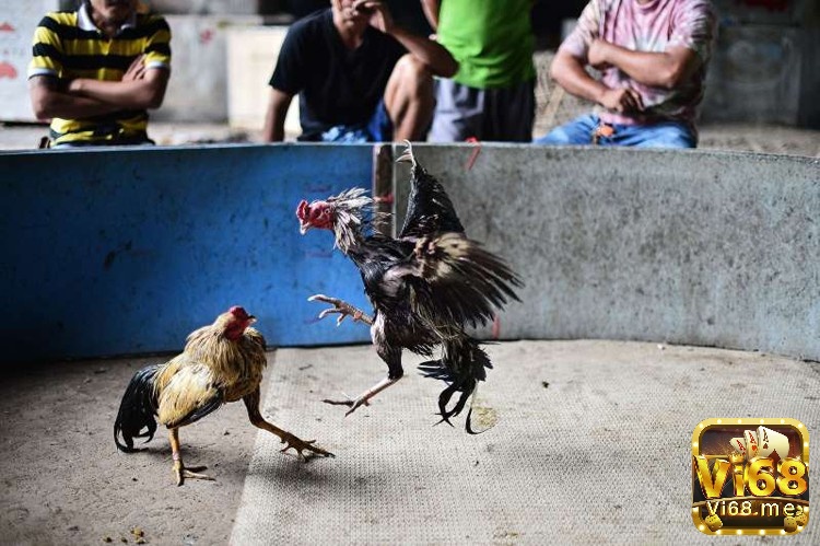Đá gà Thái Lan nổi bật bởi những chiến kê mạnh mẽ được tuyển chọn và nuôi dưỡng gắt gao