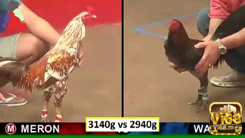 Đá gà Thomo được xem là thánh địa của lĩnh vực cá cược hấp dẫn này