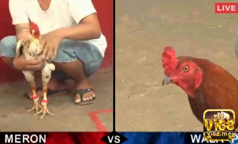 Anh em đừng nên vội vàng mà hãy lựa chọn thời điểm đặt cược hợp lý