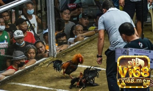 Theo dõi tỷ lệ cược của nhà cái đưa ra và lựa chọn cho mình cửa cược thông minh