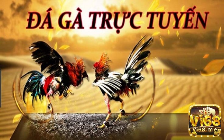 Cùng Vi68 tìm hiểu chi tiết về đá gà trực tuyến là gì nhé