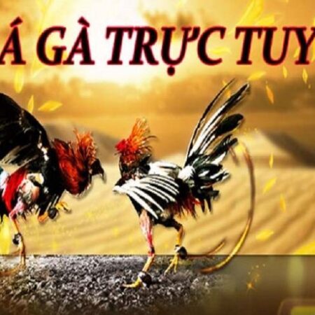Đá gà trực tuyến là gì? Các thông tin anh em kê thủ cần nắm rõ