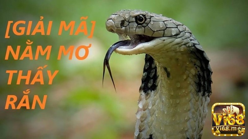 Giải mộng giấc mơ thấy rắn chi tiết theo bối cảnh mơ 